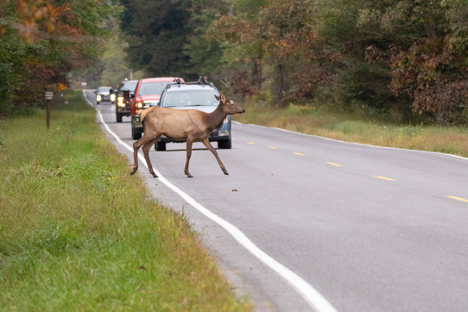 A recent poll found that 73% of voters in Colorado and New Mexico supported wildlife crossing solutions, including building overpasses on highways. (Adobe Stock)