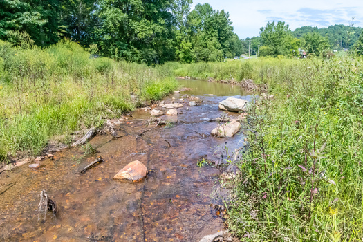 Although some hellbender populations remain healthy, it is listed as Near Threatened by the IUCN and is close to qualifying for Vulnerable status. The Ozark Hellbender, a subspecies, was listed as endangered federally in 2011, according to the Nature Conservatory. (Paula Worden/Resource Institute)