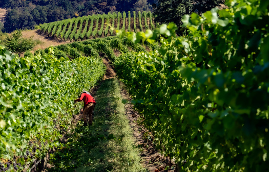 Overtime pay will be phased in for farmworkers in Oregon over the next five years. (Bob/Adobe Stock)