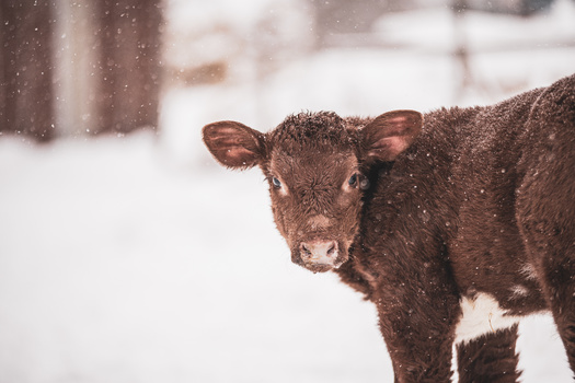 In addition to herd losses, North Dakota ranchers say they used up extra resources to try and keep their livestock alive during April's severe snowstorms. (Adobe Stock)