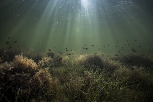 The Nature Coast Aquatic Preserve along with the Big Bend Seagrasses, St. Martins Marsh Aquatic Preserves and the Pinellas County Aquatic Preserve together protect the largest contiguous seagrass meadow in the Gulf of Mexico and the largest spring-fed seagrass habitat in the world. (Charlie Shoemaker for The Pew Charitable Trusts)