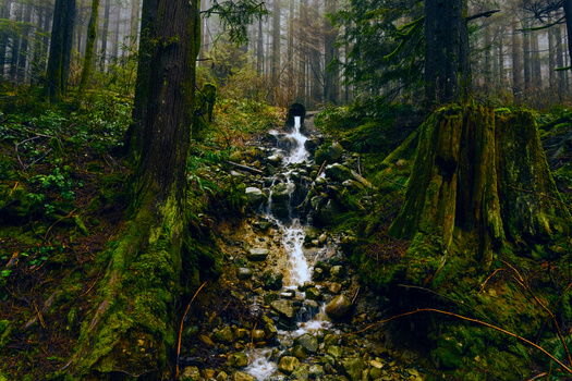 Old-growth forests hold far more carbon than younger forests, helping to protect people from fossil-fuel emissions, according to research published in National Geographic. (Adobe Stock)