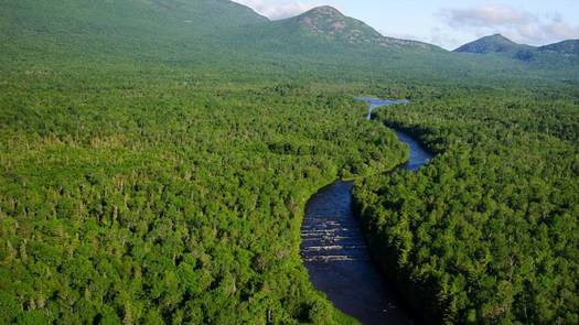 Conservationists note that old, wild forests bring various benefits, from storing carbon to preserving biodiversity. (Wikimedia Commons)