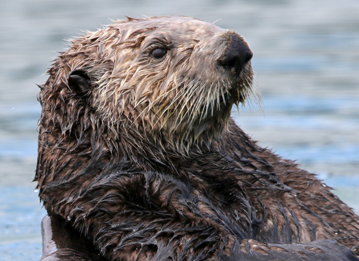 There are more than a dozen species of otters around the world. (David Ledig/Bureau of Land Management)