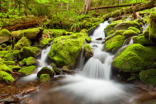 More than 1,100 species of plants live in Olympic National Park. (paulacobleigh/Adobe Stock)