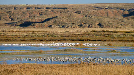 The Rio Grande Basin provides critical habitat to sandhill cranes, migratory and wintering waterfowl and many other species. (nm.audubon.org)