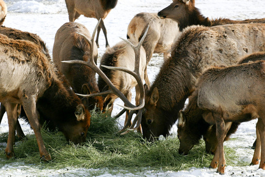 The Wyoming Game and Fish Department manages 22 elk feeding grounds in the northwest part of the state. (Wyoming Game & Fish Department)