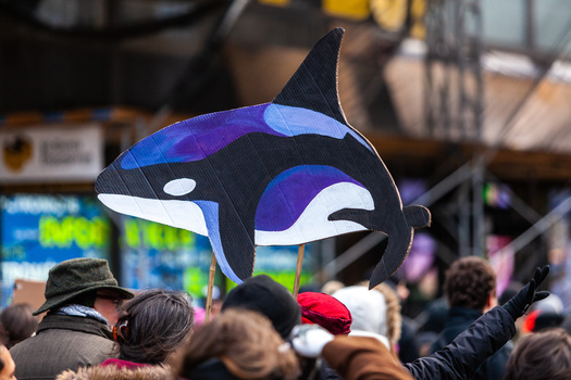 Southern Resident orca, which live along the West Coast, have been listed as endangered since 2005. (Valmedia/Adobe Stock)