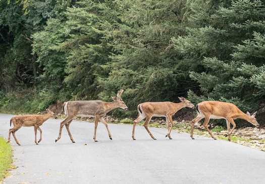 Biologists at Grand Teton National Park, Wyoming Game and Fish and other partners have spent 10 years collaring mule deer, pronghorn, elk and other animals that cross roadways in western Wyoming. (Adobe Stock)
