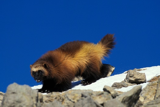 Conservation groups filed a lawsuit in 2020 challenging the decision not to list the wolverine as an endangered species. (slowmotiongli/Adobe Stock)