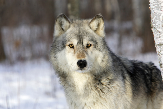 Colorado is part of the gray wolf's native range, but wolves had been eradicated from the state by the 1940s, according to Colorado Parks and Wildlife. (Adobe Stock)