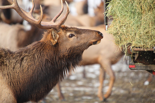 Chronic wasting disease is a fatal neurological disease that kills elk, deer and moose and spreads rapidly when large numbers of animals congregate. It has been recently documented in Grand Teton National Park and immediately adjacent to several state-run feedgrounds. (Adobe Stock)