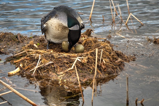 The Common Loon mostly breeds in Canada and the northern United States. (Tim Corner/Adobe Stock)