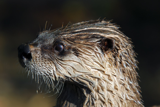 The North American river otter, also known as the northern otter, is among the 104 vulnerable wildlife species in South Dakota. (Adobe Stock)
