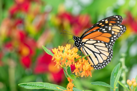 The monarch butterfly is among the more than 110 vulnerable wildlife species in North Dakota. (Adobe Stock)