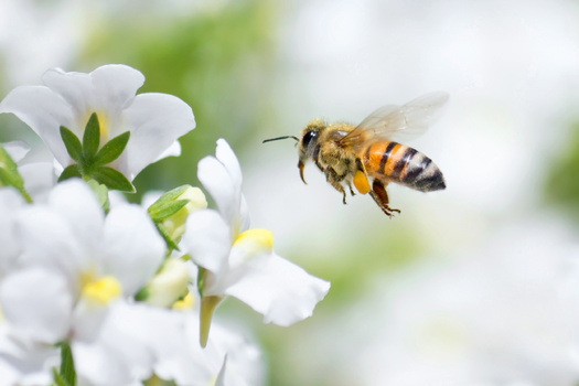 In 2006, experts began to note significant yearly declines in honey bee colonies. (Adobe Stock)