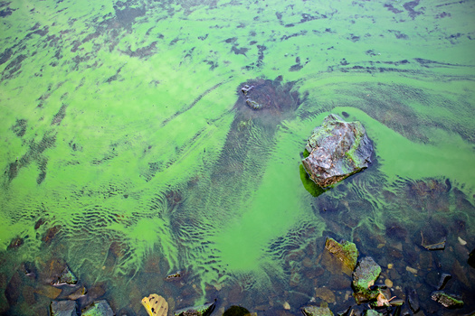 Cyanobacteria and green algae often look similar, like green scum on the water's surface, sometimes compared to green paint. (mivod/Adobe Stock)