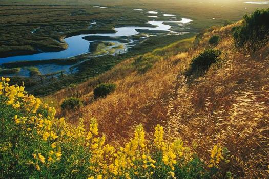 Conservation groups want to restore vegetation in coastal areas such as Elkhorn Slough near Monterey Bay, which sequesters carbon in the soil, helping to slow climate change. (Elkhorn Slough National Estuarine Research Reserve)