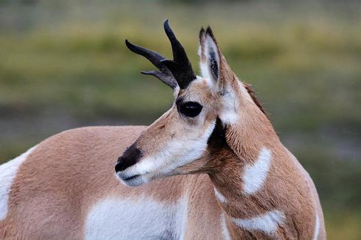 In New Mexico, herds of pronghorn typically are found roaming the high plains throughout the eastern part of the state. (Steppinstars/Pixabay)