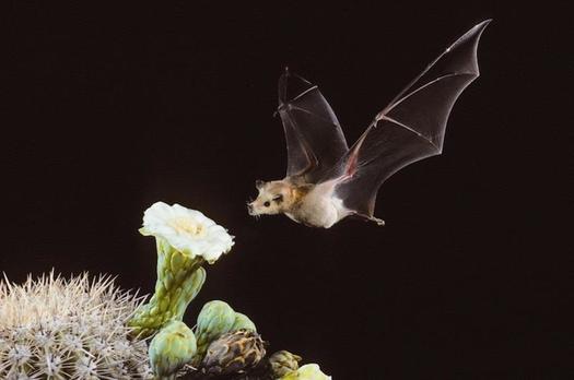 Agave only blossom at night, making them the perfect food for pollinator species such as the nocturnal Mexican long-nosed Bat. (news.arizona.edu)