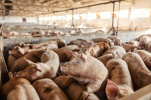 Environmental advocates say Iowa has more than four times as many large concentrated<br />animal-feeding operations as it did in 2001. (Adobe Stock)