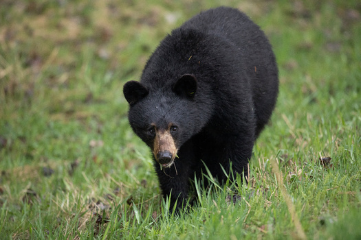 According to the Wisconsin DNR, nearly 130,000 hunters applied for black-bear hunting licenses in 2021. (Adobe Stock)