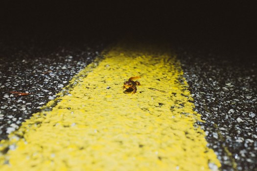 A California newt attempts to cross the road. (Jose Benedicto de Jesus/Center for Biological Diversity)