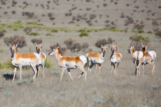 Wildlife mapping efforts of species such as pronghorn reply on GPS radio collaring. (Stephen/Adobe Stock)