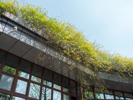 Green roofs can help address stormwater runoff concerns such as flooding. In recent years, hurricanes, tropical storms and increased heavy rainfall have hit Marylanders with extensiveflooding problems. (Adobe Stock)
