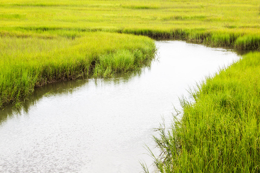 The United States has approximately 3.8 million acres of salt marshes, according to The Pew Charitable Trusts. (Adobe Stock)