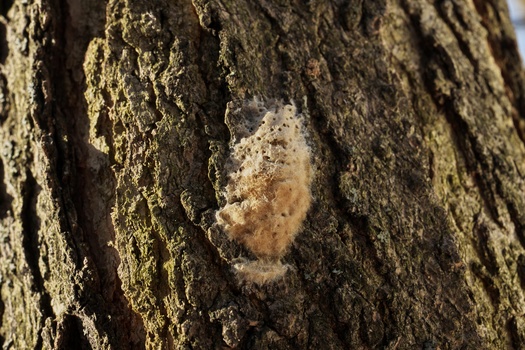 Spongy moth egg masses are typically found on tree trunks and branches, but also sometimes on stone walls, furniture, houses or cars. (Mark Van Dam/Adobe Stock)