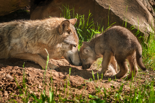 Conservationists propose 12 initial wolf-reintroduction areas, based on large suitable habitat blocks, connectivity, and the presence of elk, deer and other prey. Proposed locations include Rocky Mountain National Park and the Maroon Bells-Snowmass and Hermosa Creek wilderness areas. (Adobe Stock)