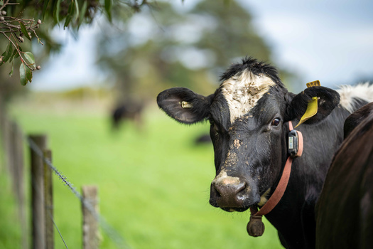 Rotational grazing, a popular form of regenerative agriculture, involves moving animals through pasture to improve soil health. (Adobe Stock)