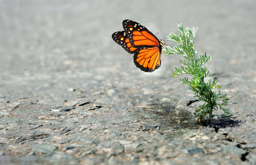 Conservation experts say the monarch butterfly's western population is at greatest risk of extinction, having declined by an estimated 99.9%. (Adobe Stock)