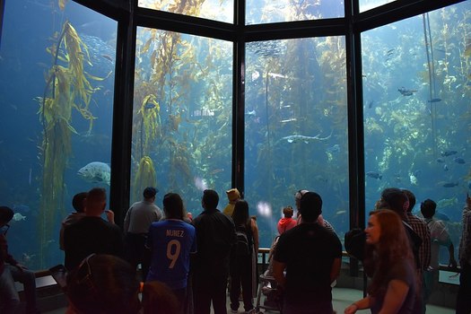 The Monterey Bay Aquarium hosts an event today (Monday) as part of Latino Conservation Week, one of dozens of activities planned statewide. (Fastily/Wikimedia Commons)