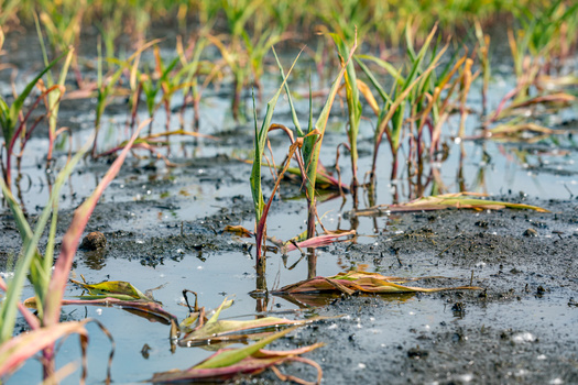 With climate and market volatility in play, farmer advocates say now is not the time for Congress to reduce funding for crop insurance. (Adobe Stock)