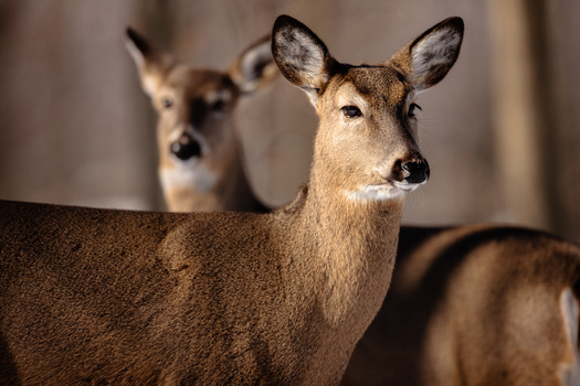 Chronic wasting disease has been detected among cervids; deer, elk and moose. So far, there is no cure or treatment. (Drake Fleege/Adobe Stock)