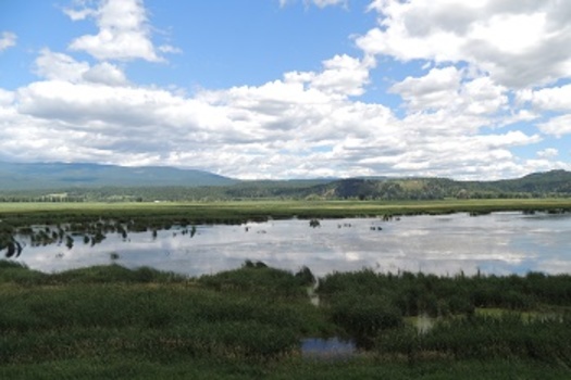 Idaho wetlands are especially important for the state's bird species. (nrcs.usda.gov)