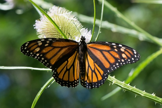 The Recovering America's Wildlife Act passed the House of Representatives in June and is awaiting a vote in the Senate. (mramsdell1967/Adobestock)