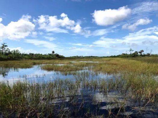 Salt marshes are coastal wetlands rich in marine life. They sometimes are called tidal marshes, because they occur in the zone between low and high tides. (FWC)