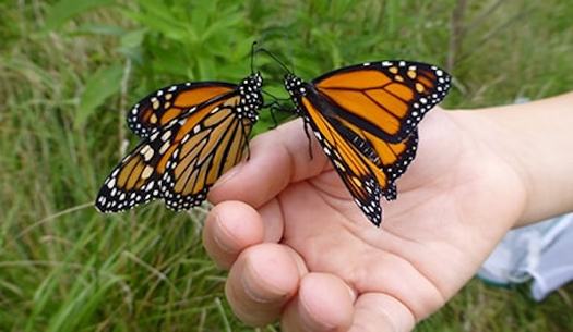 The migratory monarch butterfly is known for its annual journey of up to 3,000 miles across the Americas. (Loudoun Wildlife Conservancy)