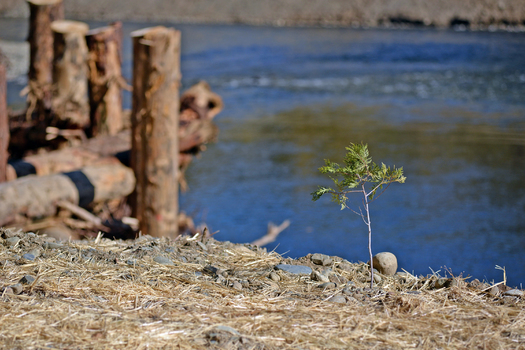 The Yurok Tribe hopes that money from the Inflation Reduction Act will allow a big expansion of its forest restoration programs, like this one along the Trinity River in northern California. (Matt Mais/Yurok Tribe).