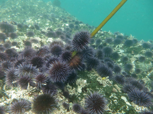 Pacific urchins: Covid delayed purple urchin removal, but hope as