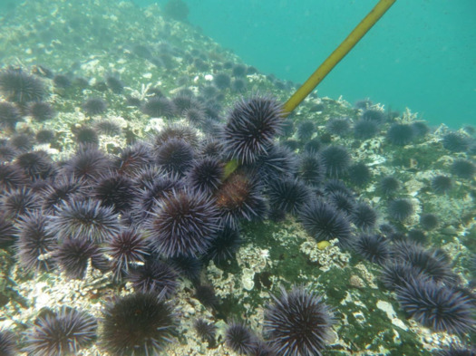 Kelp-restoration efforts to remove purple urchins are under way or are planned for locations near Fort Bragg, Monterey and Big Sur, as well as in Oregon. (Kevin Joe)