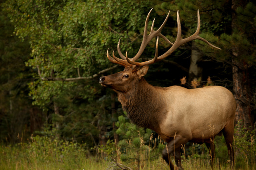 Montana Fish, Wildlife and Parks' update to the elk-management plan is expected to conclude in 2023. (Kyle T. Perry/Adobe Stock)