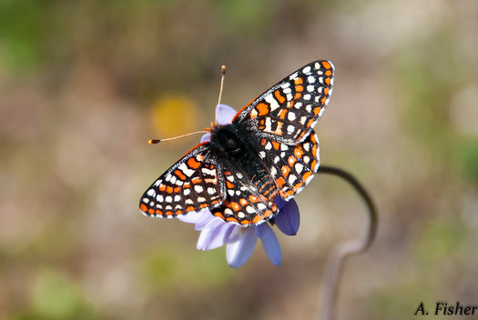 The Quino Checkerspot Butterfly is one of dozens of species listed under the Endangered Species Act that lives in the area to be protected as a wildlife refuge in Western Riverside County. (Andrew Fisher/USFWS Volunteer Biologist/Flickr)