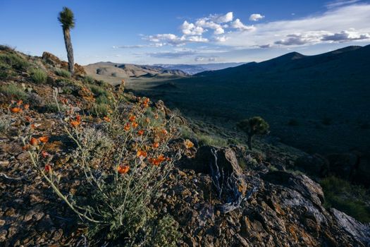 Conglomerate Mesa is designated as California Desert National Conservation Land and protected by the Desert Renewable Energy Conservation Plan. (Friends of the Inyo)