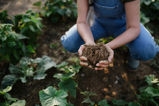 Farmers face startup costs to diversify their crop rotations, but experts say the move can mean lower overall costs over the long run. (Adobe Stock)