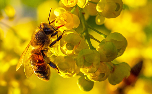 Planting native flowering plants in your yard instead of grass can help restore critical habitat for struggling pollinator species. (Adobe Stock)