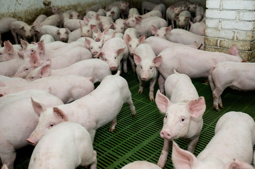 Environmental and family farm advocates say there's been a proliferation of large confined-animal feeding operations in states such as Minnesota, with most of them deigned for hogs. (Adobe Stock)